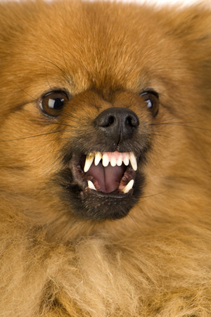 aggression_-_introduction_to_aggressive_behavior11 aggression_-_introduction_to_aggressive_behavior11