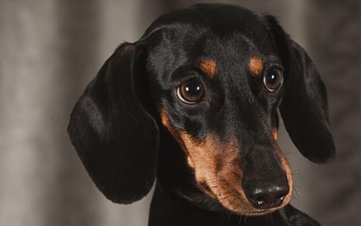 syncope_fainting_in_dogs