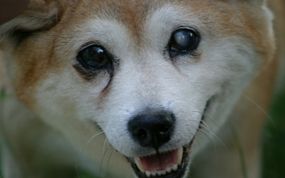 corneal_dystrophy_in_dogs