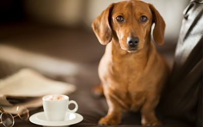 caffeine_toxicity_in_pets