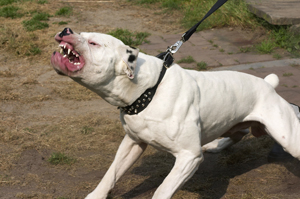 aggression_in_dogs_-_overview_and_diagnosis aggression_in_dogs_-_overview_and_diagnosis