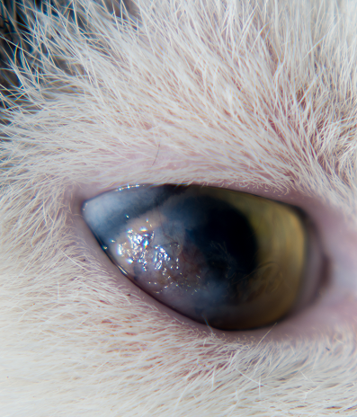 Close-up of cornea ulcer in a cat