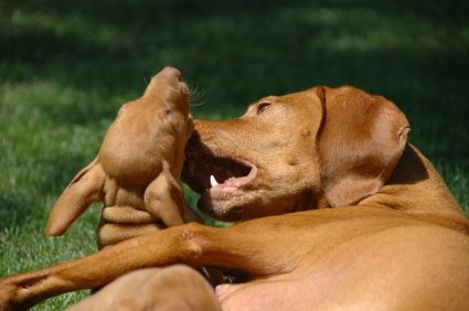 aggression_in_dogs_-_sibling_rivalry_2 aggression_in_dogs_-_sibling_rivalry_2