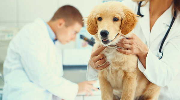 Golden retriever puppy waits on exam table as veterinarian looks into microscope