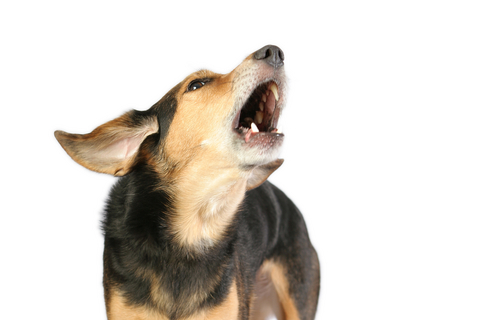 barking_in_dogs_1 barking_in_dogs_1
