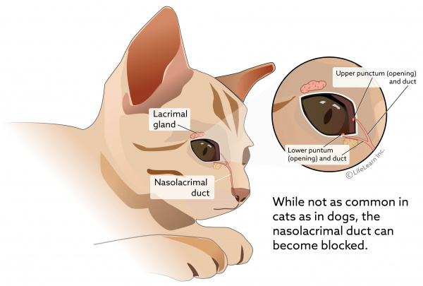 eye_lacrimal_gland2_cat_2018-02
