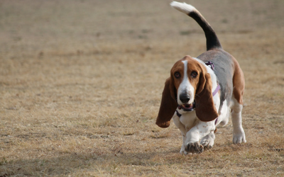 basset_hound_canine_lymphoma basset_hound_canine_lymphoma