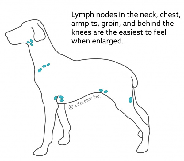 lymph_nodes_dog_2018-01 lymph_nodes_dog_2018-01