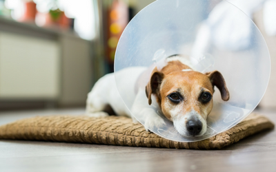 dog_e_collar_laying dog_e_collar_laying