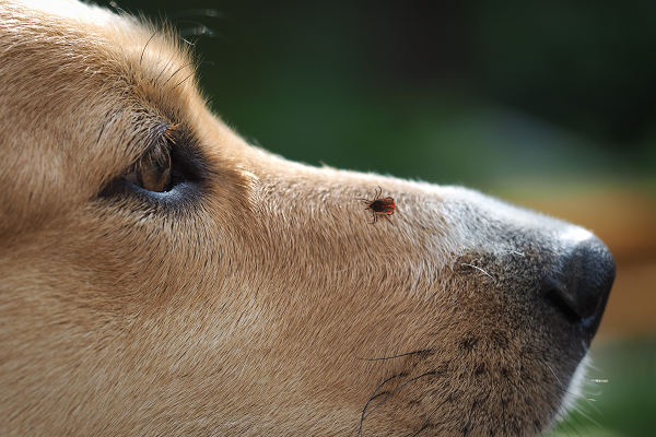 Close up view of a tick on a dog's muzzle