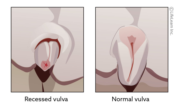 dog_recessed_vulva_2018-01