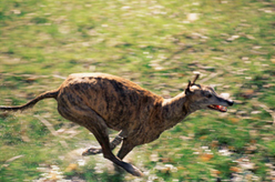 training_dogs__controlling_chase_behaviors