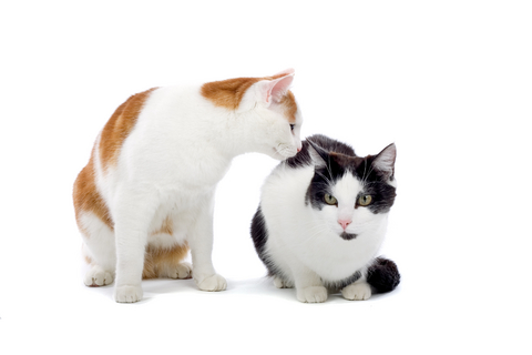 aggression_in_cats__towards_other_household_cats__treatment_1