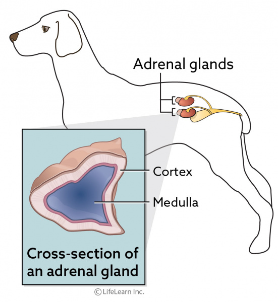 dog_adrenals_medulla_tumors_2018-02 dog_adrenals_medulla_tumors_2018-02