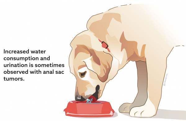 dog_drinking_anal_sac_tumor_2018 dog_drinking_anal_sac_tumor_2018