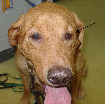 horners_syndrome_dog_arrow_2018 horners_syndrome_dog_arrow_2018