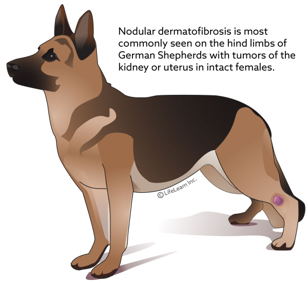 dog_nodular_dermatofibrosis_2018-01 dog_nodular_dermatofibrosis_2018-01