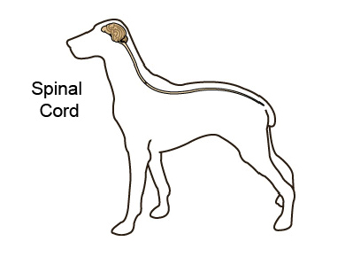 cerebrospinal_fluid_collection_and_examination-1