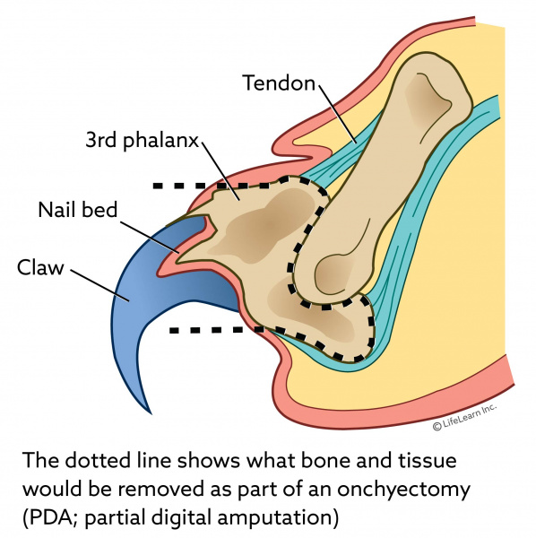 cat_claw_anatomy_1_2018-01 cat_claw_anatomy_1_2018-01