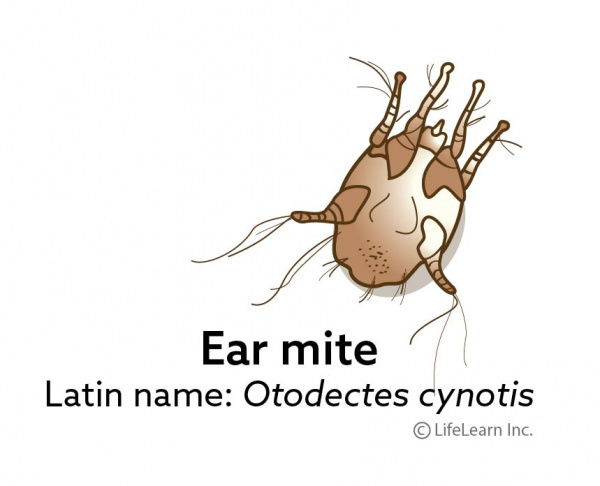 ear_mite_updated_2017-01 ear_mite_updated_2017-01