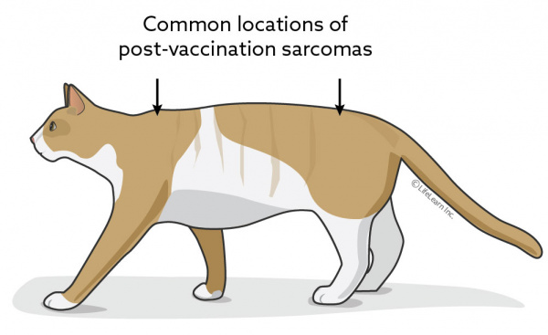cat_sarcoma_location_2018-01