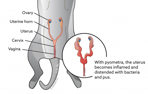 pyometra_cat_reproductive_organs_ventral_view_2018_1