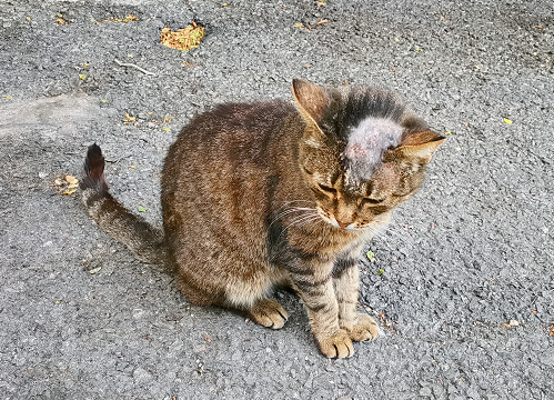 grey tabby cat with hair loss on its head and suspected ringworm lesion