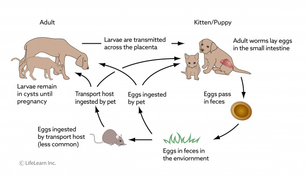 roundworm_lifecycle_dog_cat_updated_2018 roundworm_lifecycle_dog_cat_updated_2018