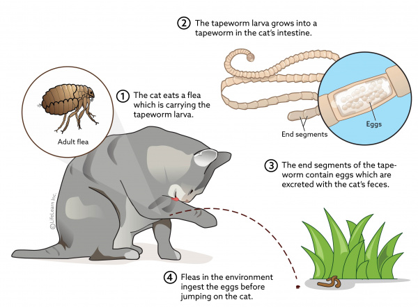 tapeworm_cat_flea_lifecycle_2018-01