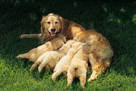 pregnancy_testing_in_the_dog-1 pregnancy_testing_in_the_dog-1