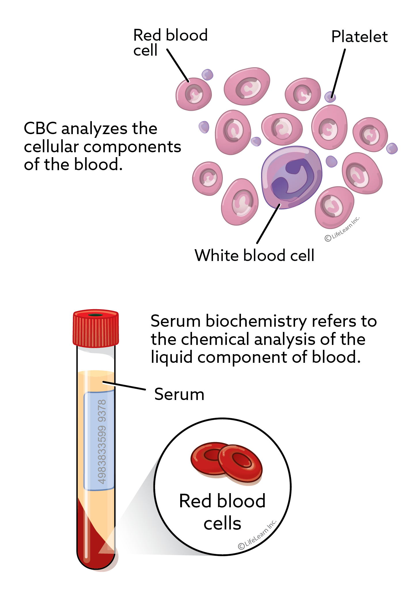 Illustration of routine blood tests. A complete blood test (CBC) analyzes the cellular components of the blood. Illustration shows red blood cells, white blood cells, and platelet cells. Serum biochemistry is the chemical analysis of the liquid component of blood that remains after the cells and clotting factors are removed. Illustration shows a test tube with a small amount of red at the bottom (blood cells), and a pale-yellow liquid (serum) at the top.