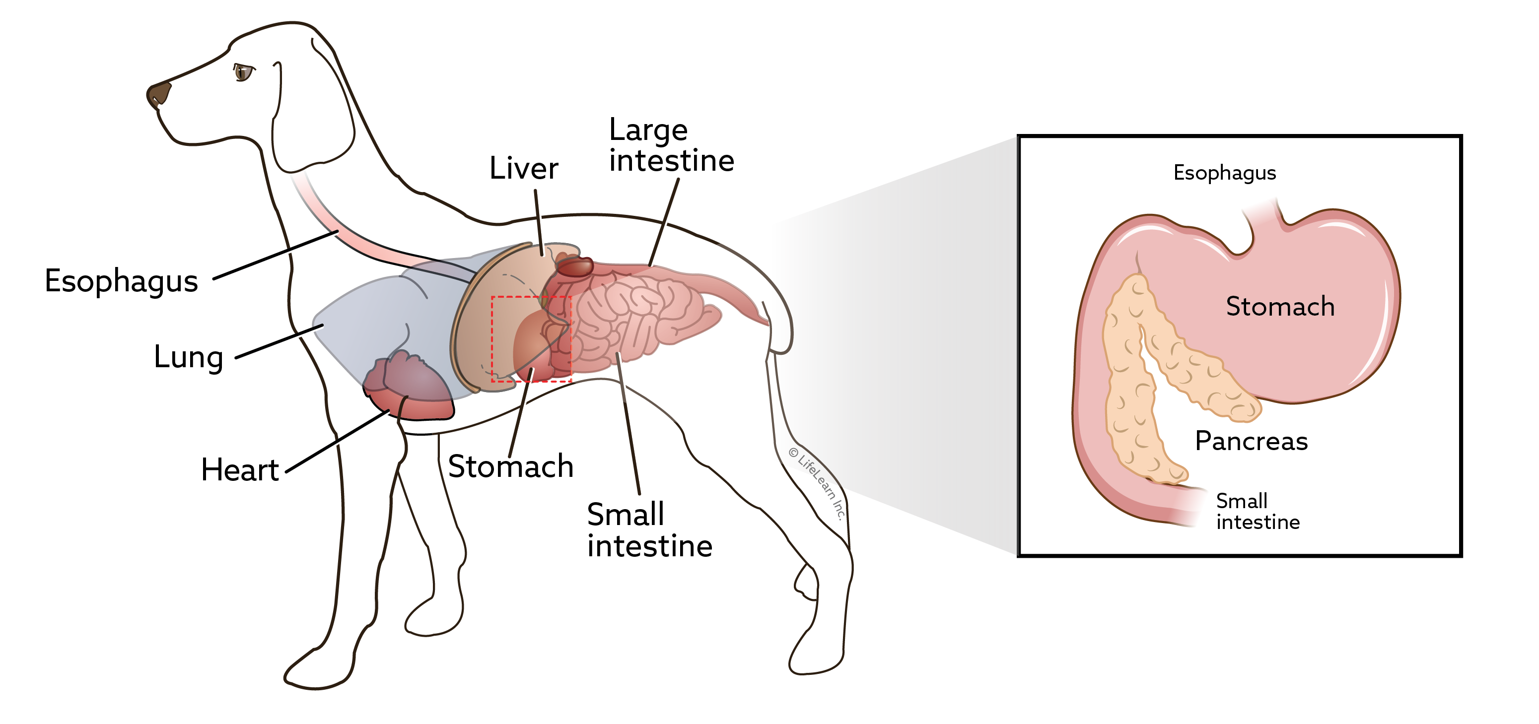 Illustration shows a dog's organs, including the pancreas, which is located near the stomach and small instestine. Pancreatic enzymes may be tested in serum biochemistry as part of a general health profile.