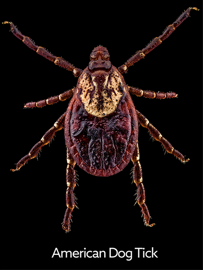 American dog tick is chestnut brown; this one has a gold spot on its back.