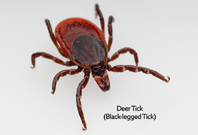 The deer tick or black-legged tick is reddish brown with a dark spot near its head.
