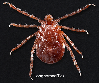 A longhorned tick; light brown in color.