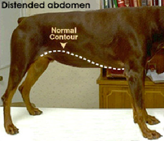 testing_for_abdominal_enlargement-1 testing_for_abdominal_enlargement-1