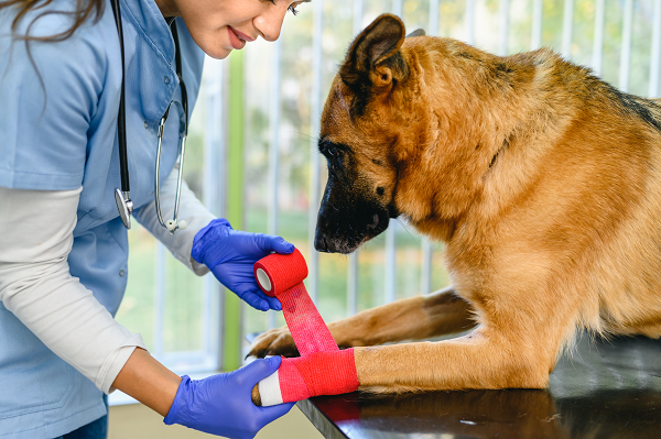 veterinarian applying bandage to a dog's front leg