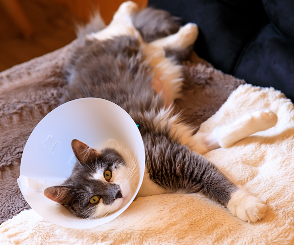 grey and white cat wearing a cone and laying down