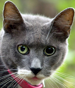 anisocoria-in-cats-1 anisocoria-in-cats-1