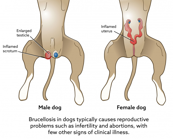 dog_m_and_f_brucellosis_ventral_view_20182-01 dog_m_and_f_brucellosis_ventral_view_20182-01
