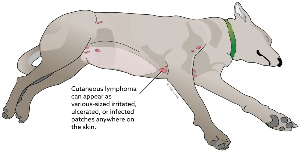 lymphoma_skin_dog_2018-01 lymphoma_skin_dog_2018-01