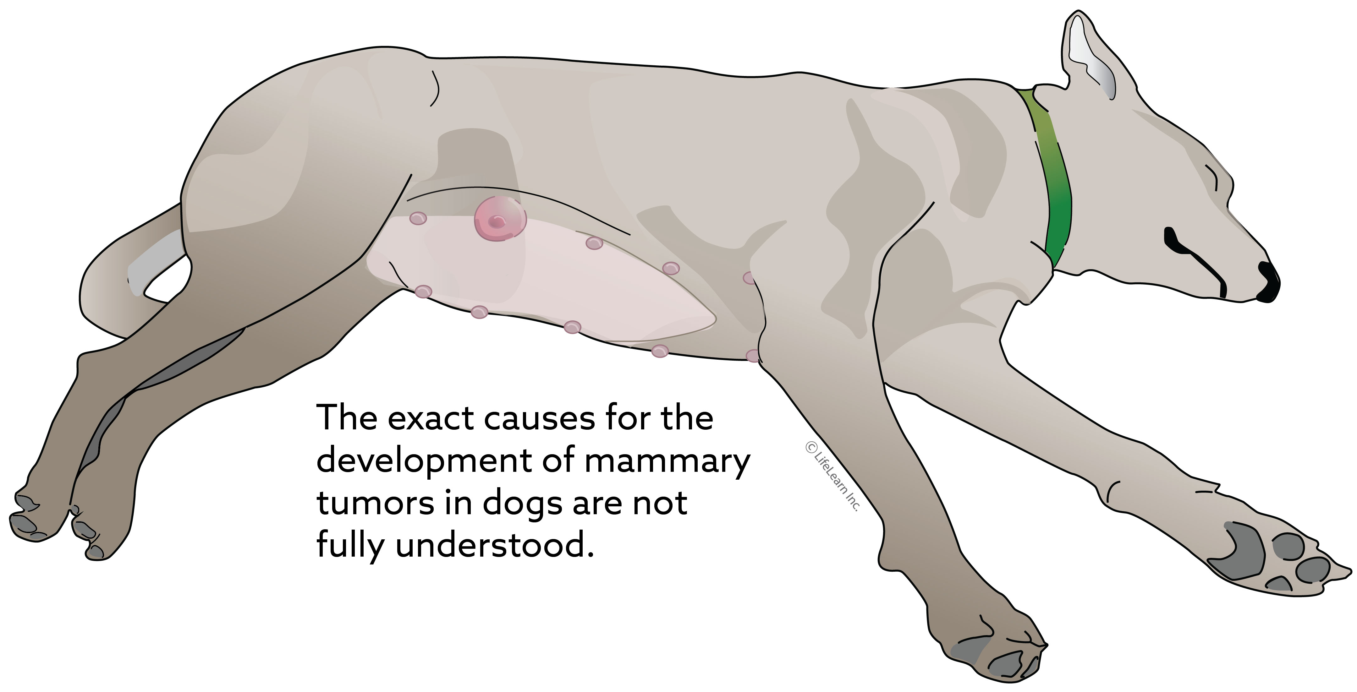 dog_mammary_tumor_2018-01