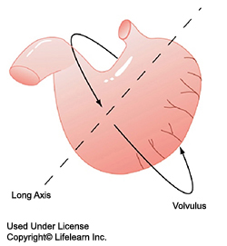 bloat-gastric_dilatation_and_volvulus-1_-_2009