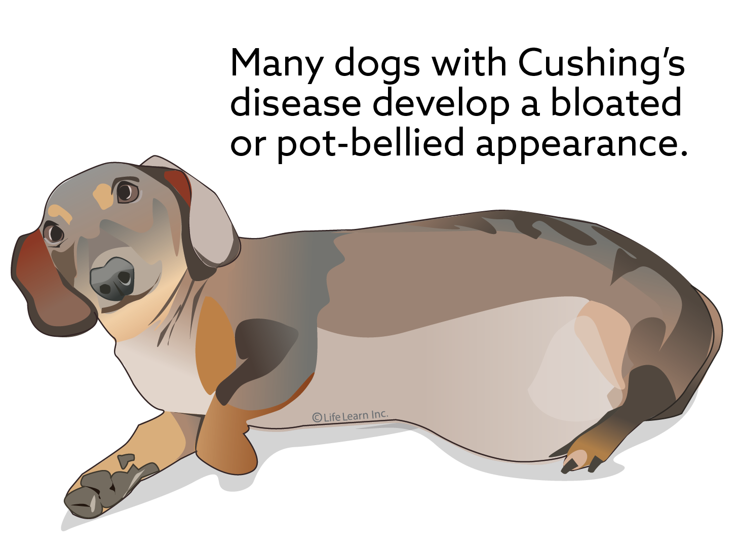 Many dogs with Cushing's disease develop a bloated or pot-bellied appearance, shown in this illustration.