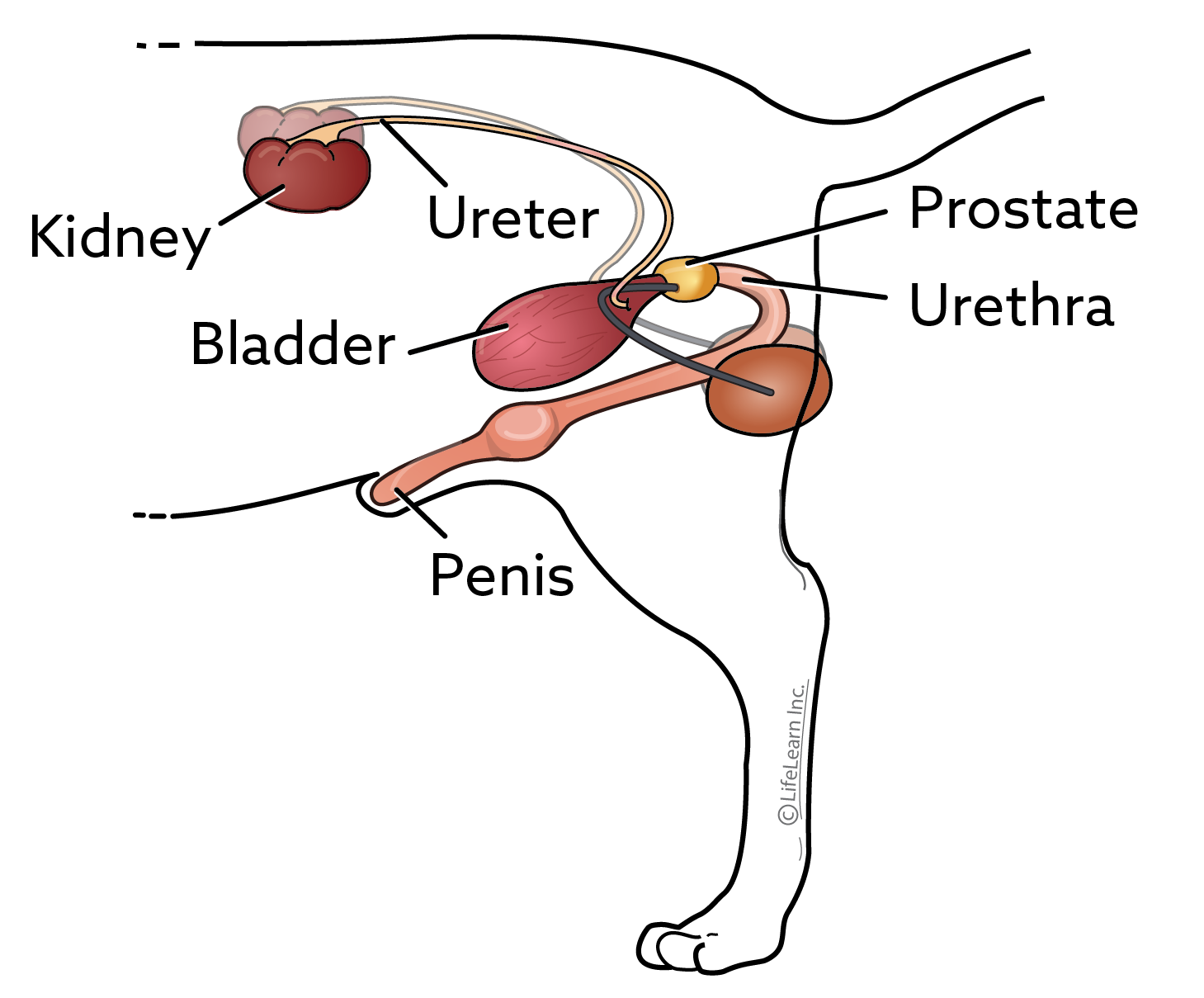 Illustration of a male dog's urinary system, starting with the kidneys and progressing through the ureter, then bladder, prostate and urethra. Protein in the urine is a sign of a problem somewhere in this system.