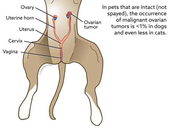 dog_f_ovarian_tumor_2018