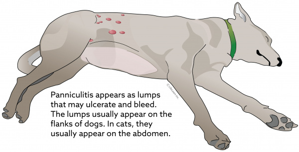 panniculitis_dog_2018_2-01
