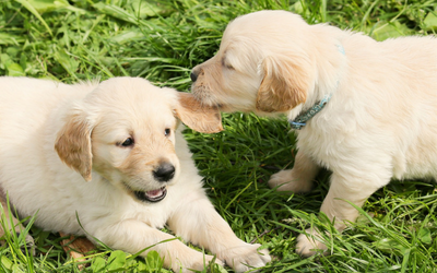 two_puppies_play_biting two_puppies_play_biting