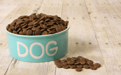 dog_food_pregnancy_in_dogs dog_food_pregnancy_in_dogs