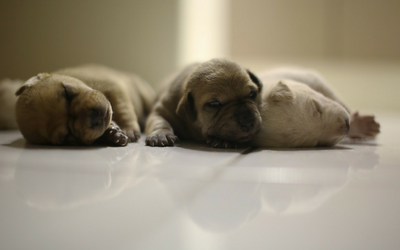birth_to_weaning_puppies birth_to_weaning_puppies